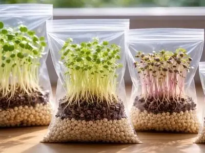 ترفندهای ساده برای جوانه زنی سریع بذرها بدون گلدان