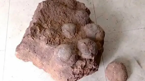 کشف تخم دایناسور 66 میلیون ساله+عکس