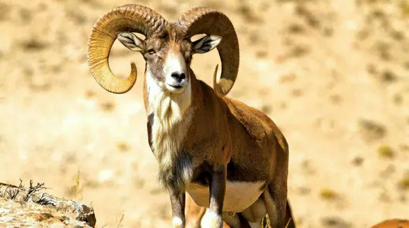 قوچ اوریال در پارک ملی گلستان + فیلم 