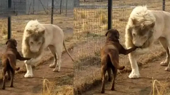 این فیلم دنیا را تکان داد / وفاداری یک سگ شیر درنده را رام کرد ! 