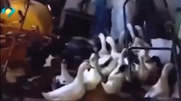 ببینید / تماس جالب یک دختر بچه با شهرداری برای نجات مرغابی‌های پارک + فیلم