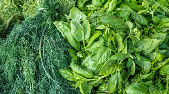 خواص هر بخش از سبزی خوردن 