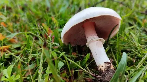 قارچهای سمی در کمین طبیعت گردان