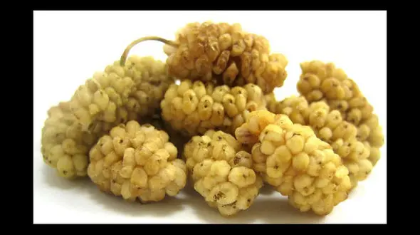 خواص باور نکردنی توت خشک 