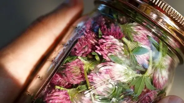 درمان فوری رماتیسم با شبدر قرمز