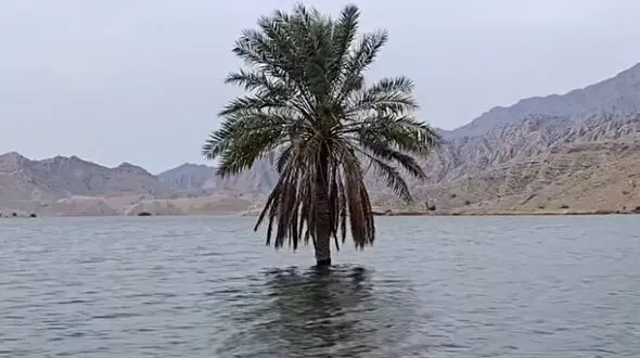 تصویر نخلی که میان سیلاب بوشهر تک و تنها استوار ایستاد 