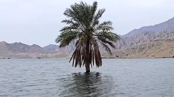 تصویر نخلی که میان سیلاب بوشهر تک و تنها استوار ایستاد 