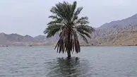 تصویر نخلی که میان سیلاب بوشهر تک و تنها استوار ایستاد 