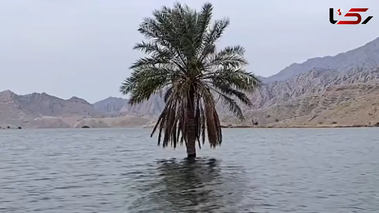تصویر نخلی که میان سیلاب بوشهر تک و تنها استوار ایستاد 
