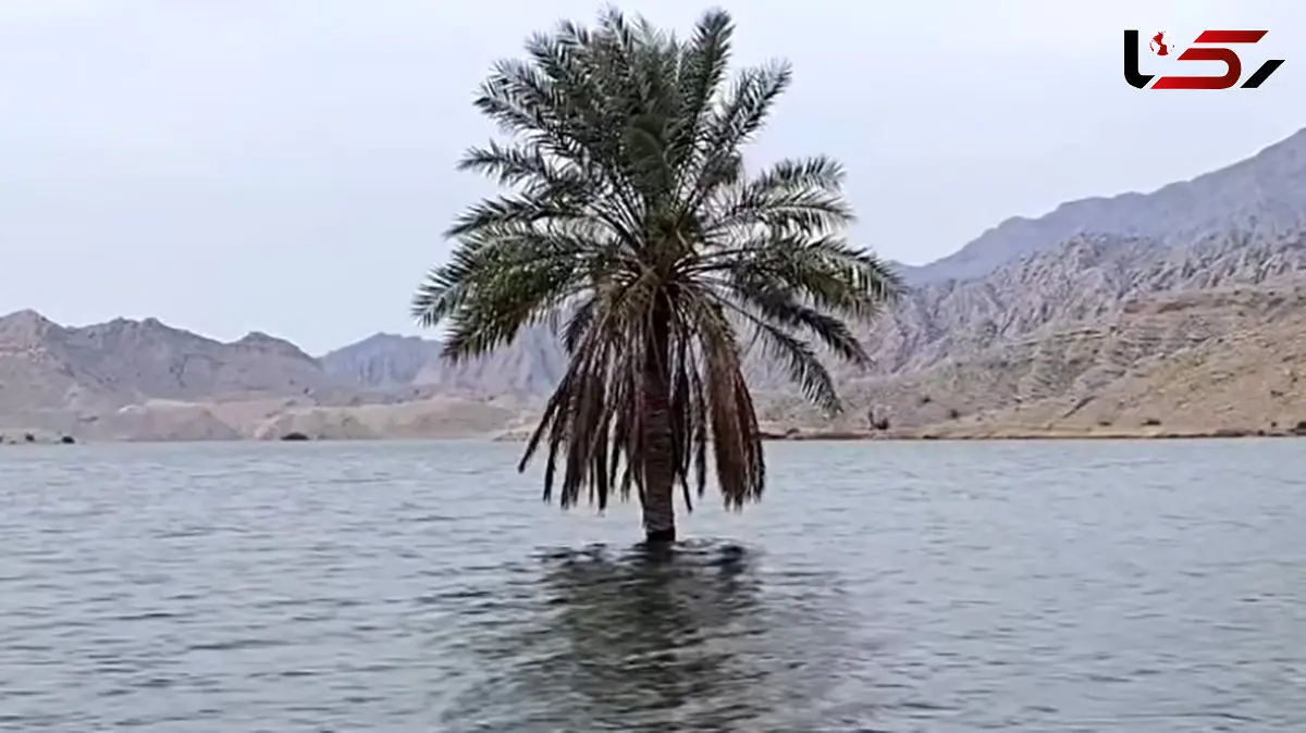 تصویر نخلی که میان سیلاب بوشهر تک و تنها استوار ایستاد 