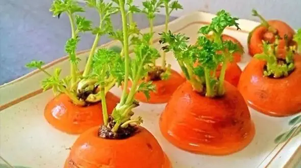 آموزش کاشت سبزه هویج برای عید نوروز + ترفندهای حرفه ای