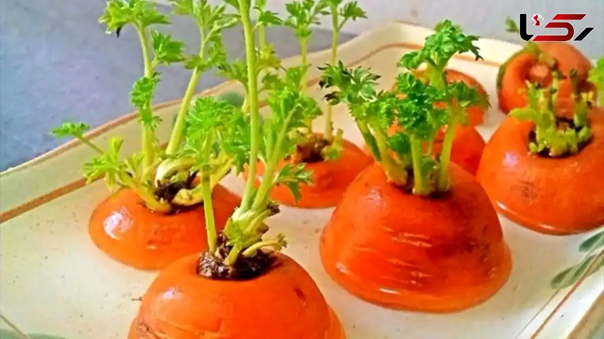 آموزش کاشت سبزه هویج برای عید نوروز + ترفندهای حرفه ای