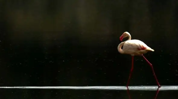 سرباز مهربان، فرشته نجات فلامینگوی زخمی در میانکاله + فیلم