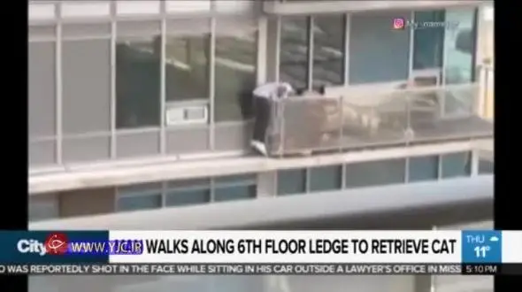 فیلم زیبا از فداکاری یک مرد برای نجات گربه 