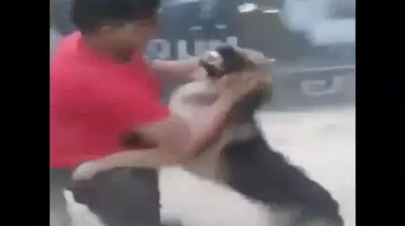واکنش عجیب پسر نوجوان به حمله سگ درنده/سگ کاملا درمانده شد! +فیلم واقعا دیدنی