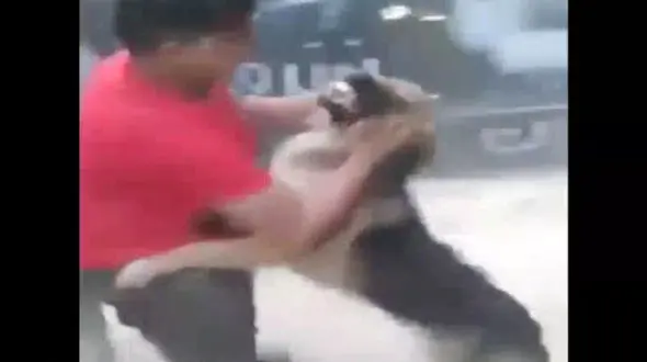 واکنش عجیب پسر نوجوان به حمله سگ درنده/سگ کاملا درمانده شد! +فیلم واقعا دیدنی