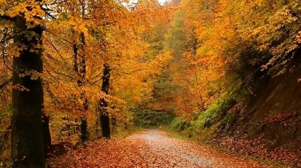 سفر به دل جنگل های پاییزی + فیلم