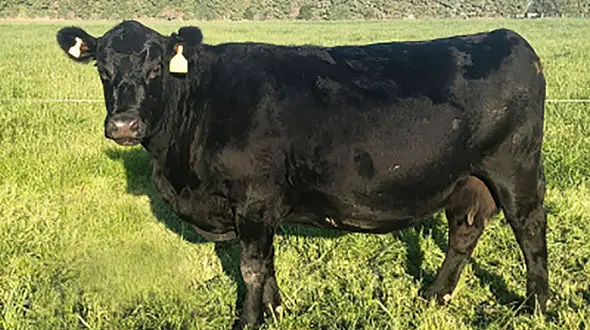 حنا دختر ایوانی در حمله گاو وحشی کشته شد!