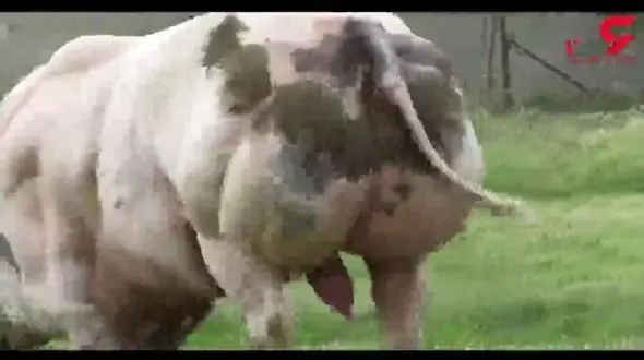 گاو پرورش اندام+فیلم