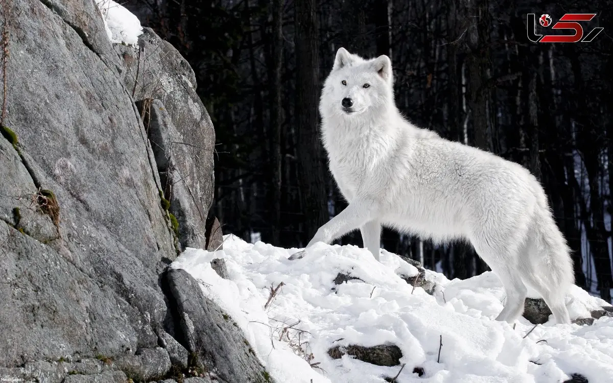 تعقیب نفس‌گیر گرگ‌ها برای شکار غول‌های دشت