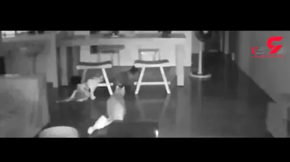  واکنش عجیب گربه‌ها به زلزله ۶ ریشتری + فیلم