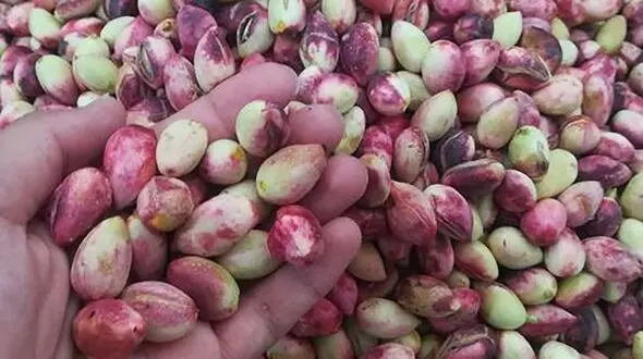 خوراکی آخر تابستان + فواید 