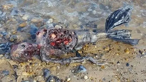 کشف پری دریایی واقعی+عکس
