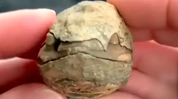 کشف فسیل بسیار قدیمی تریلوبیت + فیلم