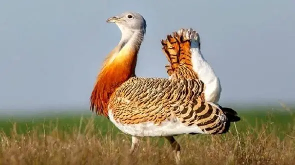 میش مرغ در معرض انقراض است