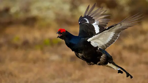 هوشمندسازی پاسگاه کلن ارسباران برای حفاظت از سیاه خروس