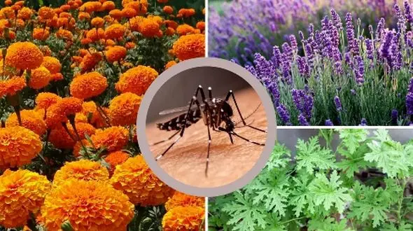 5 گیاه شگفت‌ انگیز برای خلاص شدن از شر پشه‌ها