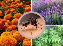 5 گیاه شگفت‌ انگیز برای خلاص شدن از شر پشه‌ها
