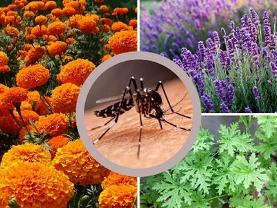 5 گیاه شگفت‌ انگیز برای خلاص شدن از شر پشه‌ها