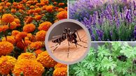 5 گیاه شگفت‌ انگیز برای خلاص شدن از شر پشه‌ها