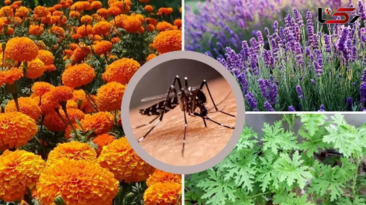 5 گیاه شگفت‌ انگیز برای خلاص شدن از شر پشه‌ها
