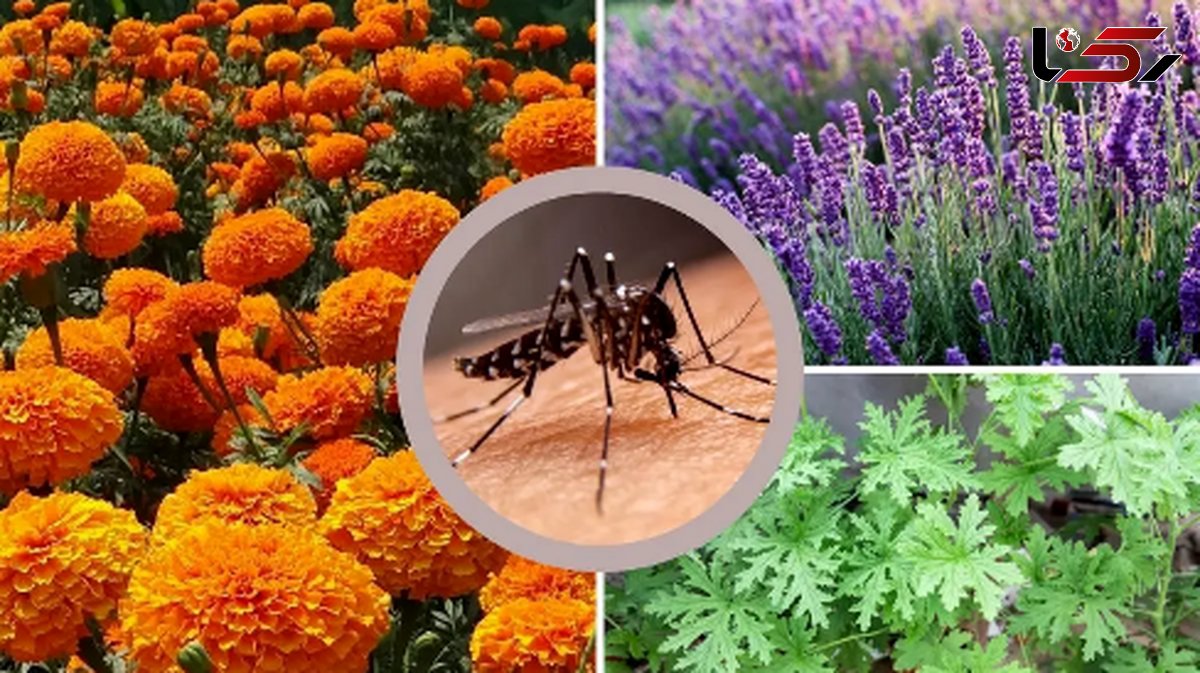 5 گیاه شگفت انگیز برای خلاص شدن از شر پشهها