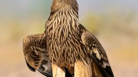 از ابهت عقاب تا بامزگی جوجه تیغی