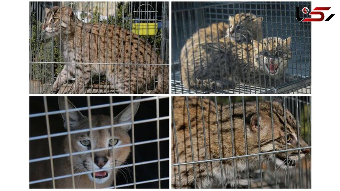 یک محموله قاچاق حیات وحش در تهران کشف شد