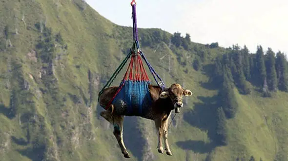 بالگرد امدادی برای گاو بیمار به پرواز در آمد + فیلم