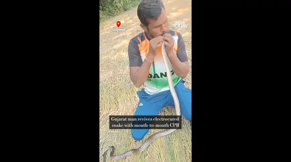 معجزه‌ ای در حیات‌ وحش؛ نجات مار با تنفس دهان‌ به‌ دهان / فیلم