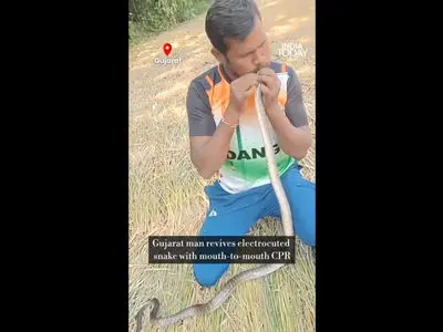 معجزه‌ ای در حیات‌ وحش؛ نجات مار با تنفس دهان‌ به‌ دهان / فیلم