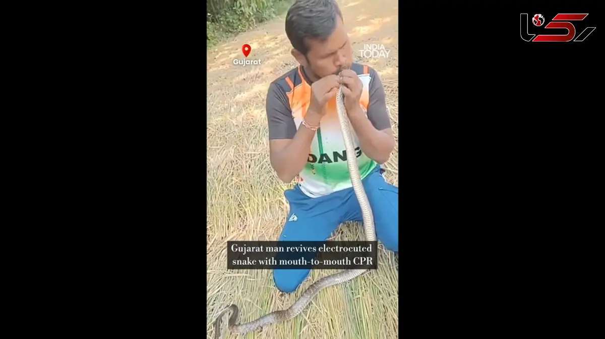 معجزه‌ ای در حیات‌ وحش؛ نجات مار با تنفس دهان‌ به‌ دهان / فیلم