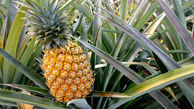 خاصیت چربی سوزی در برگ های آناناس 