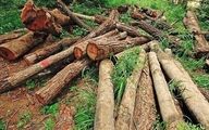 قاچاق چوب آلات جنگلی عمده ترین چالش در حوزه حفاظت از اراضی ملی