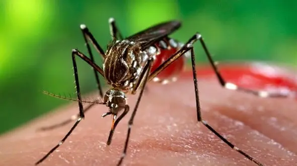 تولید محصولات دافع پشه آئدس در کشور با تیراژ بالا