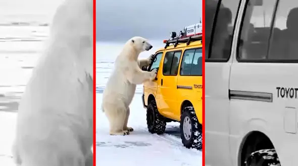 فیلم شبیه سازی کمک انسان ها به حیوانات وحشی