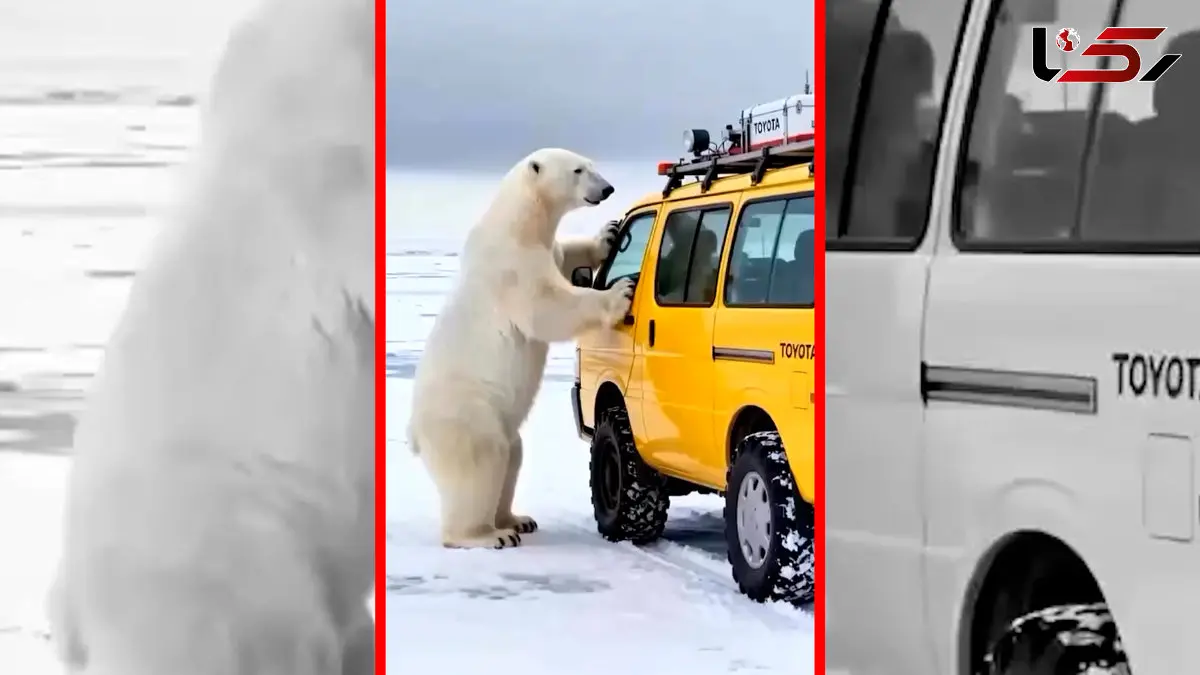 فیلم شبیه سازی کمک انسان ها به حیوانات وحشی