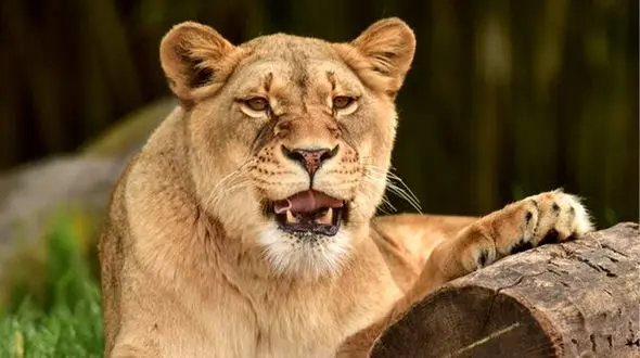 فیلم لحظه‌ای که شیر، بچه گورخر را شکار کرد