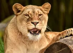 فیلم لحظه‌ای که شیر، بچه گورخر را شکار کرد