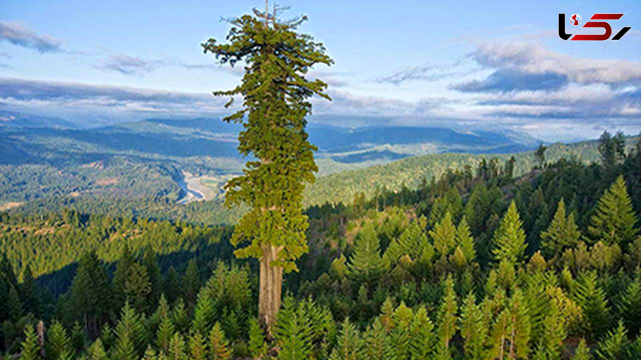 ﻿بلندترین درخت زنده روی کره زمین